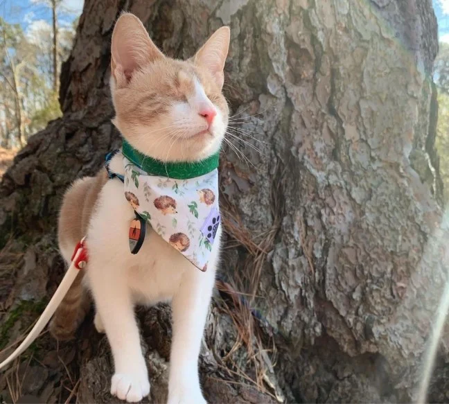 Unveiling the Unbelievable Journey of Blind Cat Fawkes: A Fearless Explorer's Extraordinary Adventures