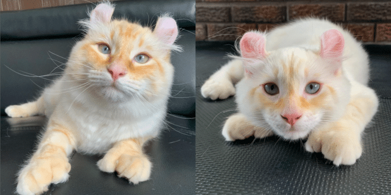 Enchanting Ears: NgocChau's Adorable Cat with Two Rabbit-Like Ears Sparks Online Delight