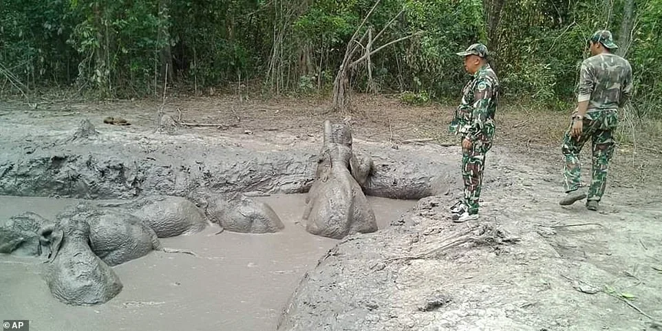Unveiling the Heroic Rescue: Park Rangers Save Six Baby Elephants Trapped in Mud Pit in Kaeng Krachan
