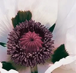 Cultivating and Nurturing Poppies: A Comprehensive Guide