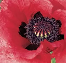 Cultivating and Nurturing Poppies: A Comprehensive Guide