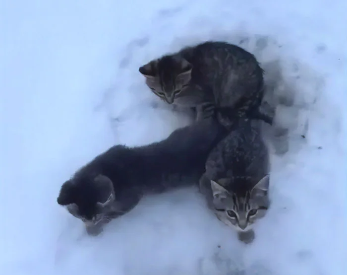 Rescuing Three Adorable Kittens Trapped in Ice: A Heartwarming Tale of a Good Samaritan and a Cup of Coffee 
