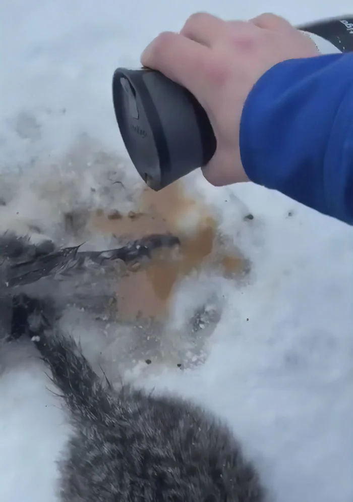 Rescuing Three Adorable Kittens Trapped in Ice: A Heartwarming Tale of a Good Samaritan and a Cup of Coffee 