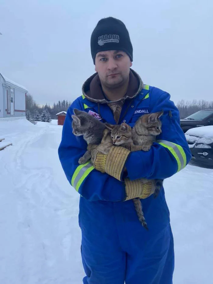Rescuing Three Adorable Kittens Trapped in Ice: A Heartwarming Tale of a Good Samaritan and a Cup of Coffee