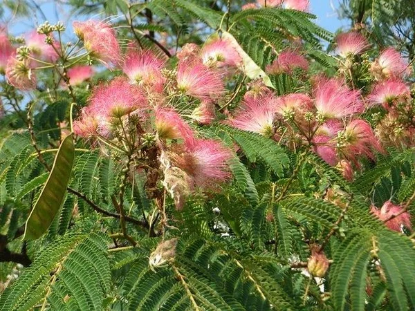 Cultivating and Nurturing Your Mimosa Tree: A Definitive Guide