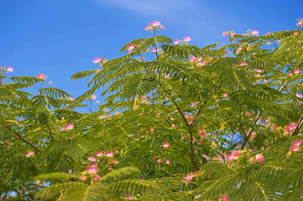 Cultivating and Nurturing Your Mimosa Tree: A Definitive Guide