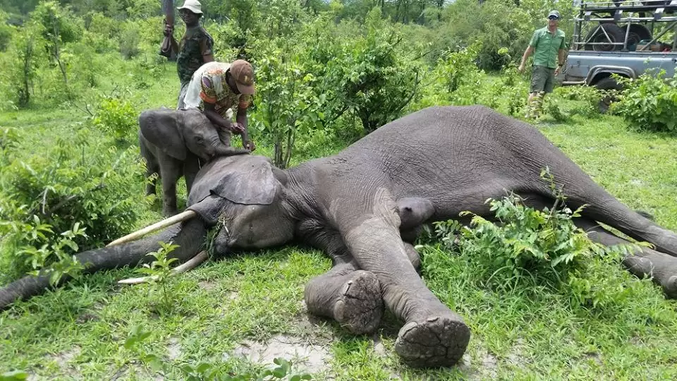 Heartwarming Elephant Rescue: A Tale of Unconditional Love
