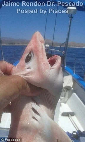Unveiling the Pink: Deep-Sea Angler Snags Mystery Creature in Cabo