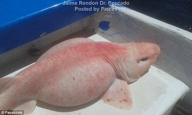 Unveiling the Pink: Deep-Sea Angler Snags Mystery Creature in Cabo