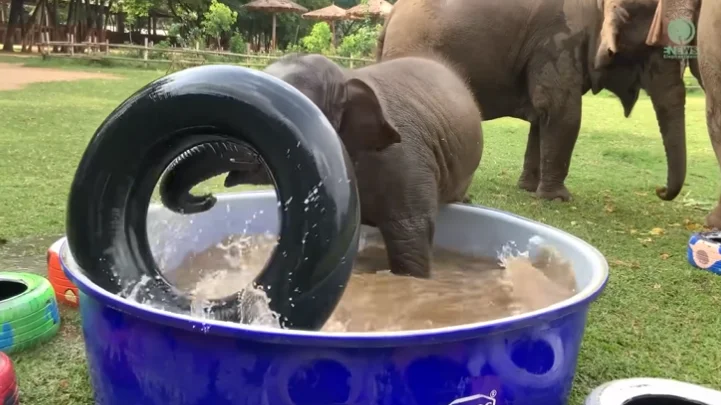Baby Elephant's Hilarious Float Struggle is Too Cute