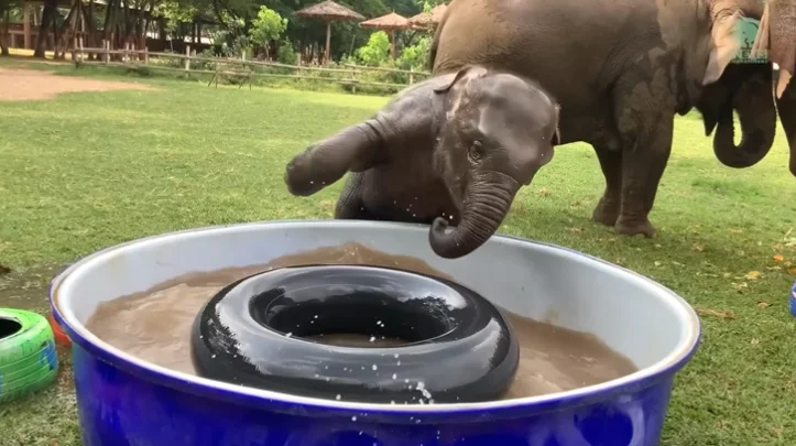 Baby Elephant's Hilarious Float Struggle is Too Cute