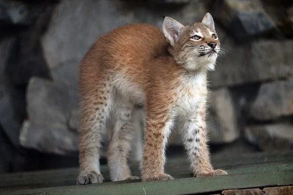 Tale of Unlikely Motherhood: A Cat's Unwavering Love for a Newborn Lynx