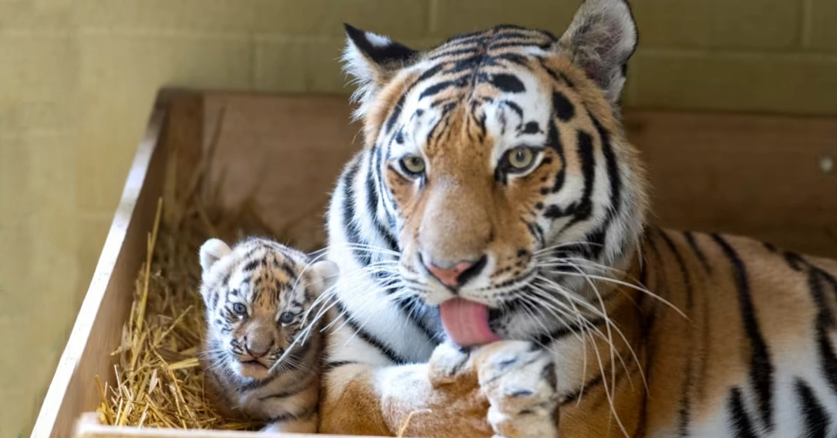 Miracle at Longleat: Rare tiger cubs born after 2-decade wait (video)