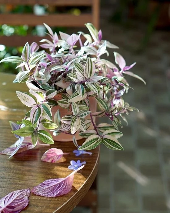Elevate Your Indoor Aesthetic: 25 Pink Houseplants That Redefine Cuteness