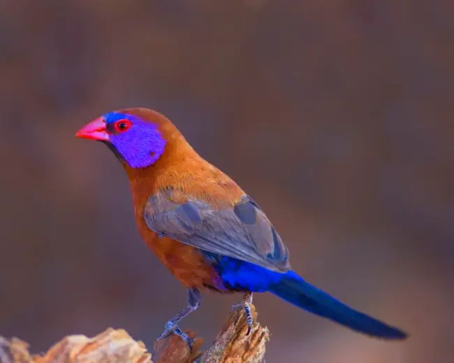 A Bird with a Spectacular Deep Purple-Blue Vest, called the Purple Grenadier