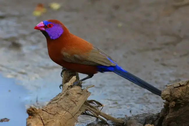 A Bird with a Spectacular Deep Purple-Blue Vest, called the Purple Grenadier