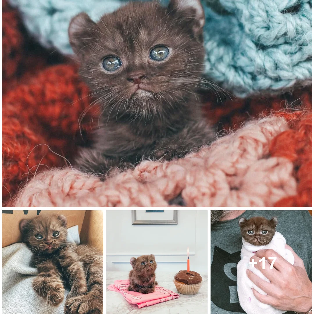 Heartwarming Tales: The Resilience of a Bear-Eared Kitten with Twisted Legs
