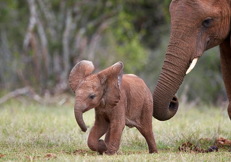 Bonding and Balance: Newborn Elephant Takes First Steps with Mom's