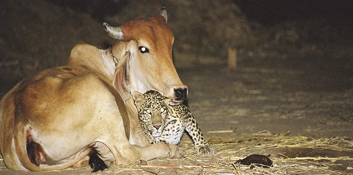 An Unexpected Encounter: Exploring the Story of a Leopard and a Cow