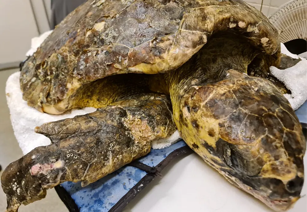 Heartwarming Rescue: Loggerhead Turtle Freed from 100 Barnacles, 8-Pound Weight