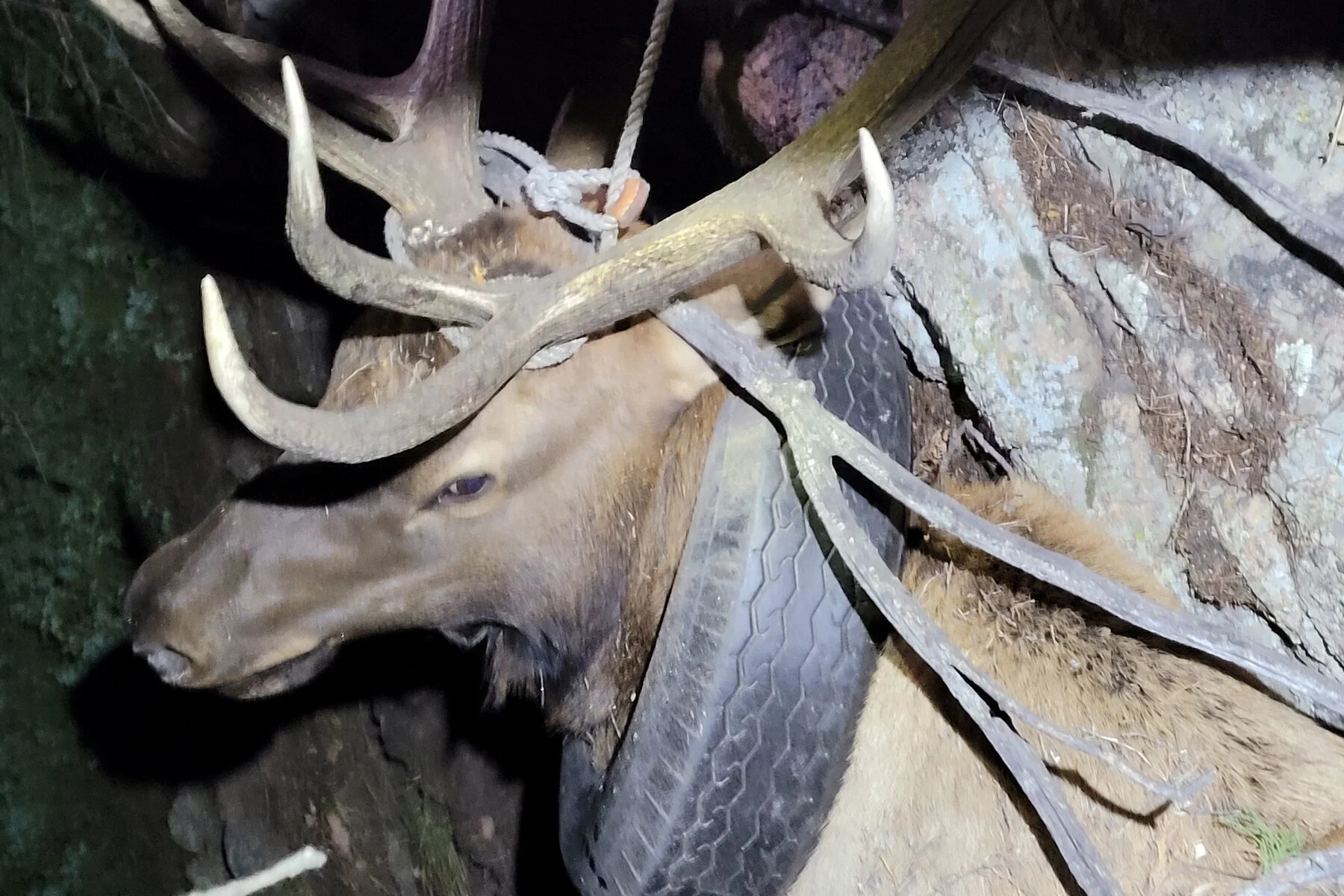 Deer Finally Free After Two Years With Tire Around Neck