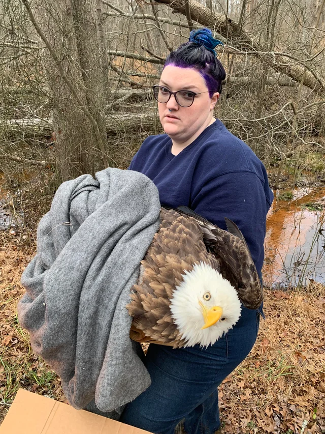 Hair Dye Can Wait! Rescuer Rushes to Save Dying Raptor Mid-Makeover