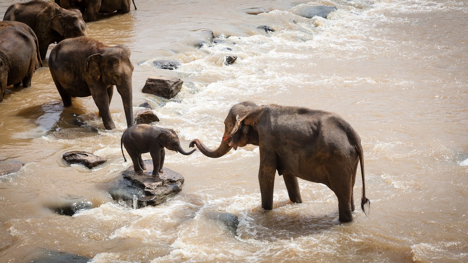 Overcoming Fear: Herd Helps Baby Elephant Cross Rushing River