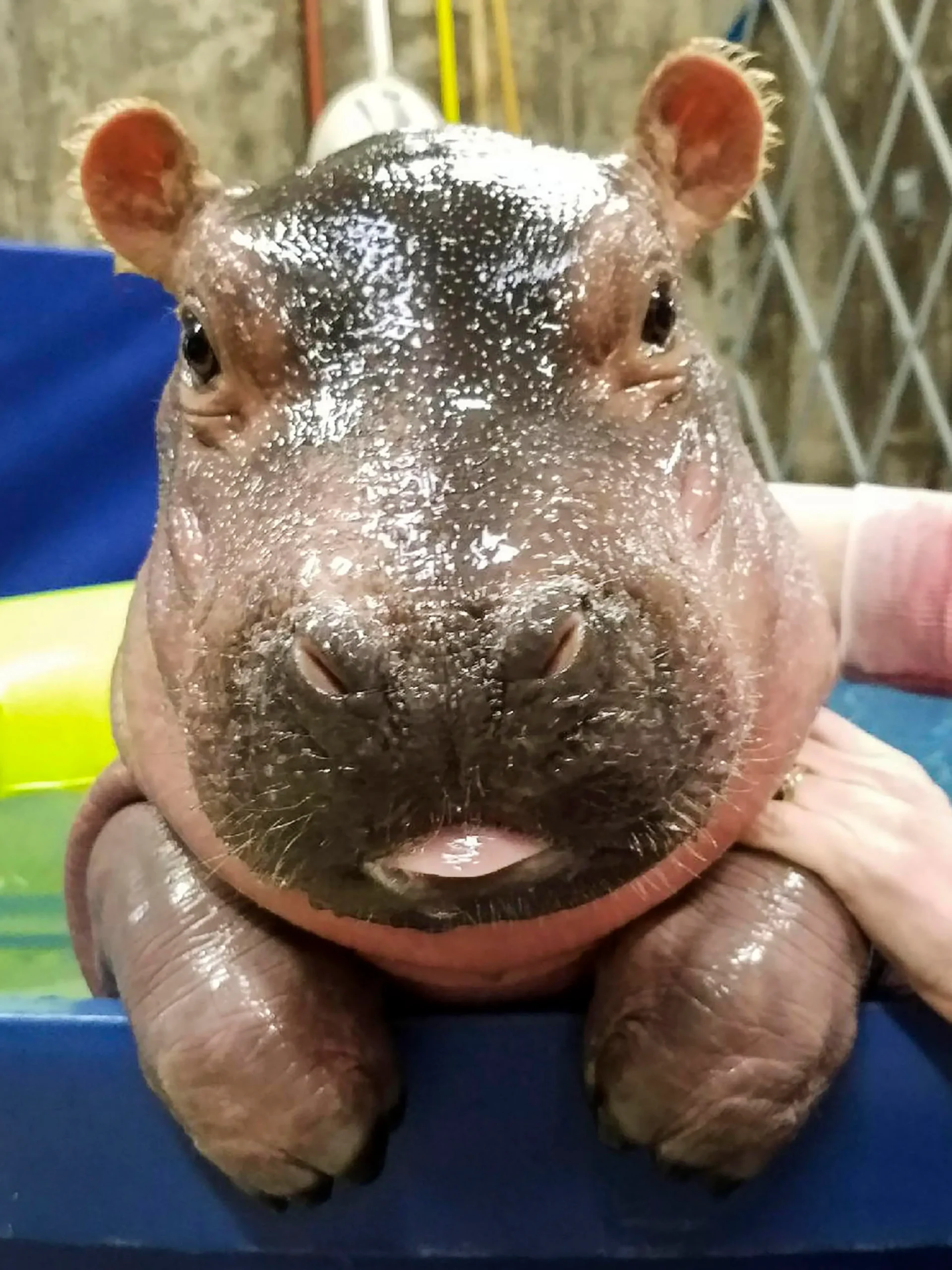Against All Odds: Tiny Hippo Makes Miraculous Recovery After Record-Breaking Premature Birth
