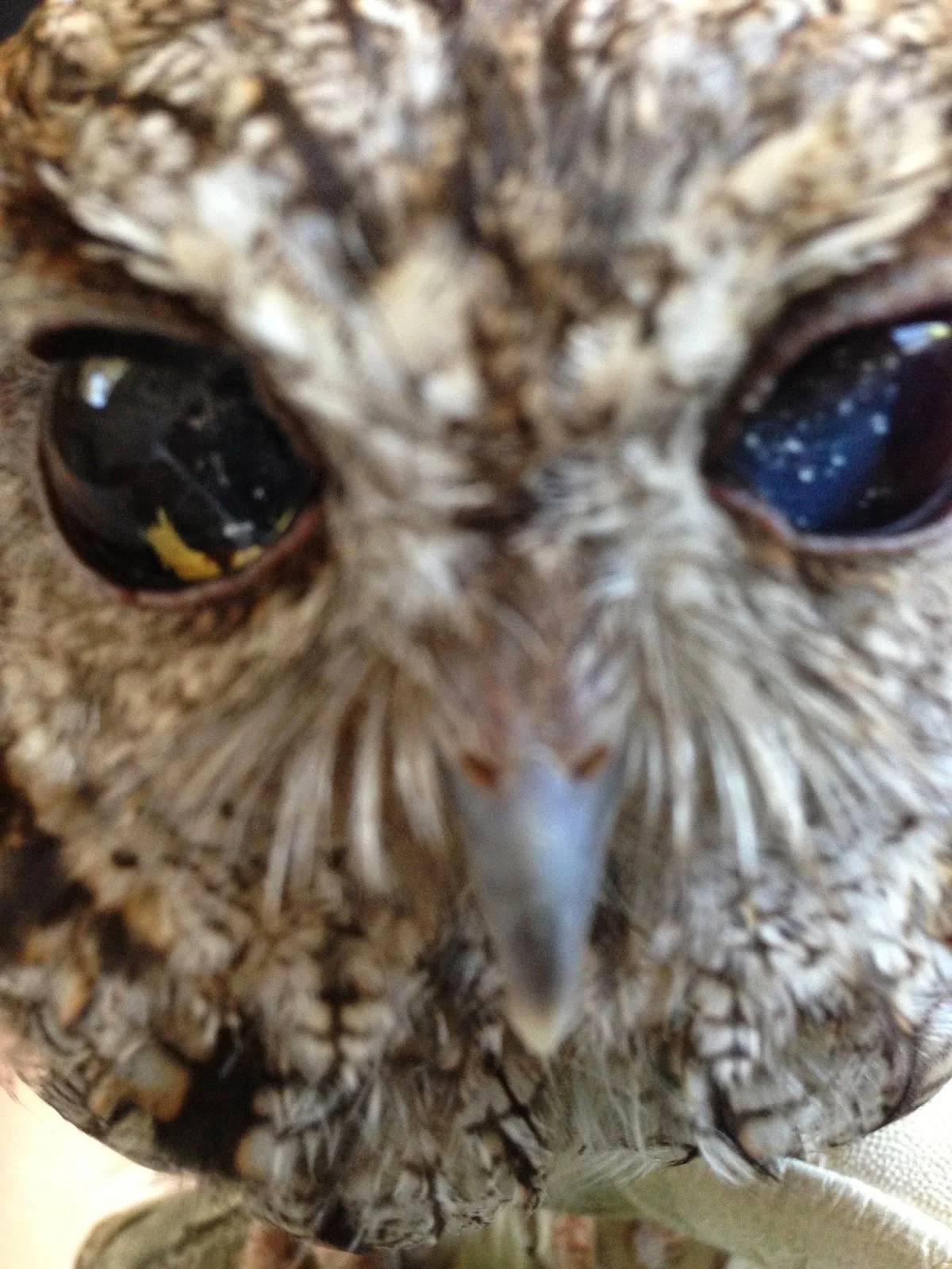 Rescued Blind Owl: A Beacon of Hope with Glimmering Eyes