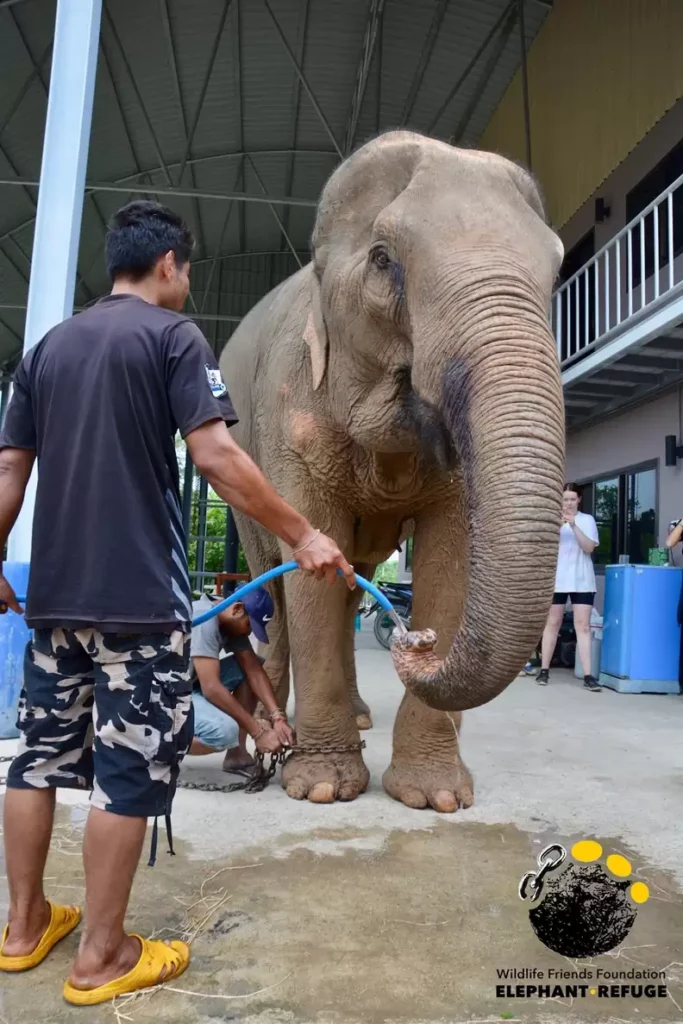 Tears of Joy! Rescued Elephant Dances Its Way to Freedom