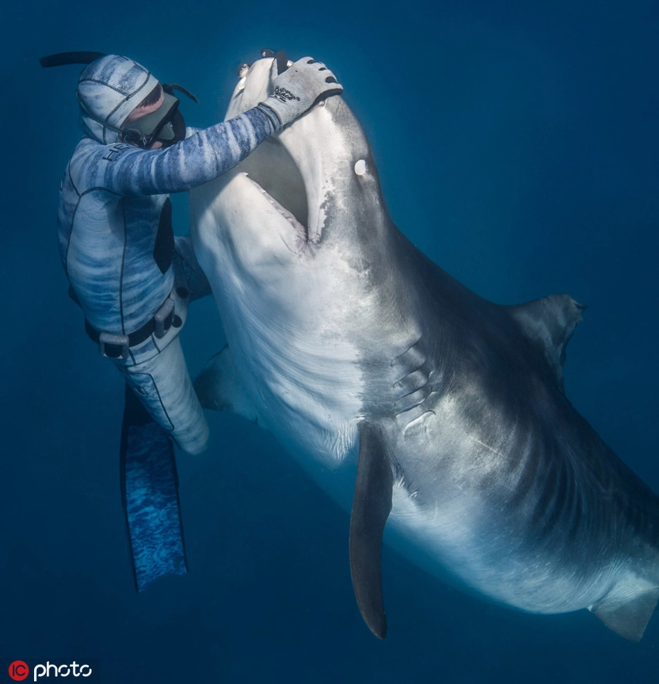 Diver Saves Giant Shark, Inspiring Millions
